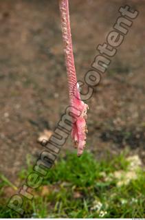 Leg texture of pink flamingo 0002